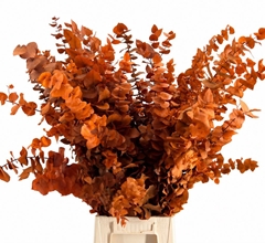 Eucalyptus Stuartiana Orange Per Bunch 70cm