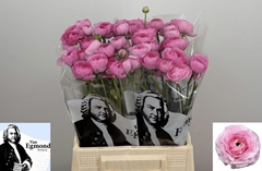 Ranunculus Elegance Pink 40cm 20gr.