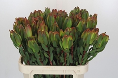 Leucadendron Laurel Yellow 80cm