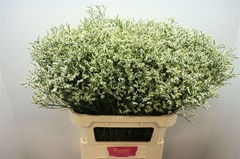 Limonium Sinense Clear Diamond 80cm 30gr.