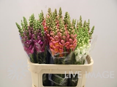 Antirrhinum Mix 75cm