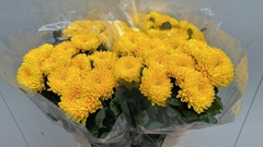 Chrysanth Single Migoli 75cm 100gr.