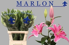 Lily Oriental Marlon 95cm 5+