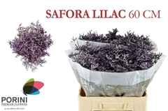 Limonium Safora Lilac 60cm 35gr.