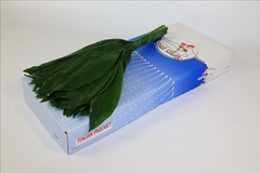 Aspidistra Elatior Per Bunch 70cm