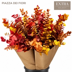 Eucalyptus Stuartiana Orange Per Bunch 70cm