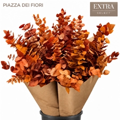 Eucalyptus Stuartiana Orange Per Bunch 70cm