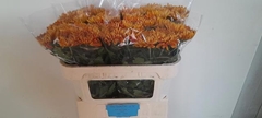 Chrysanth Single Astro 70cm 70gr.