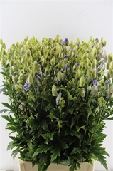 Aconitum Carmichaellii Cloudy 90cm