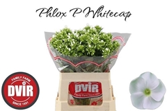 Phlox Whitecap 60cm