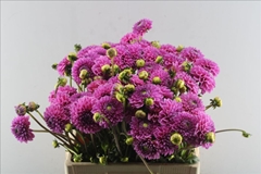 Dahlia Sandra 60cm