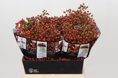 Rosa Autumn Rosefruits 45cm
