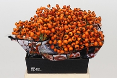 Rosa Hiphop Sunset 45cm