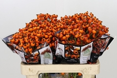 Rosa Hiphop Sunset 55cm