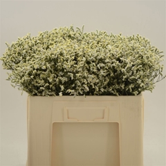 Limonium Sinense China White 50cm 20gr.