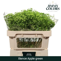 Gypsophila Painted Xlence Apple Green 70cm 20gr.