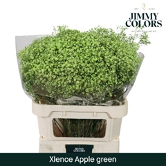 Gypsophila Painted Xlence Apple Green 80cm 30gr.