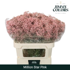 Gypsophila Painted Million Star Pink 80cm 30gr.