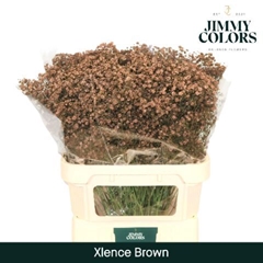 Gypsophila Painted Xlence Brown 80cm 30gr.