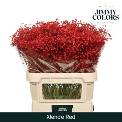 Gypsophila Painted Xlence Red 80cm 30gr.