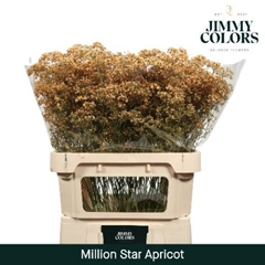 Gypsophila Painted Million Star Apricot 80cm 30gr.