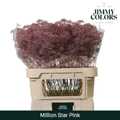 Gypsophila Painted Million Star Metallic Pink 80cm 30gr.