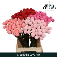 Craspedia Painted Love Mix 60cm