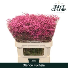 Gypsophila Painted Xlence Fuchsia 80cm 30gr.