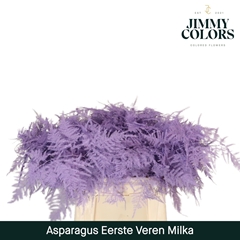 Asparagus Setaceus Painted Milka 45cm