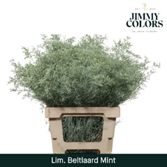 Limonium Painted Beltaard Mint 70cm 30gr.