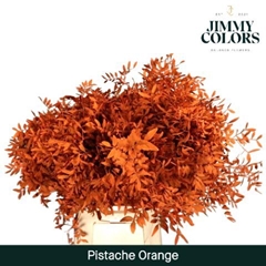 Pistacia Painted Orange 40cm