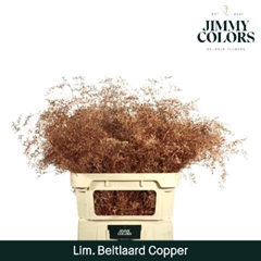 Limonium Painted Beltaard Metallic Copper 90cm 50gr.