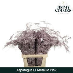Asparagus Setaceus Painted Metallic Pink 80cm