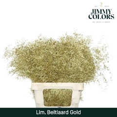 Limonium Painted Beltaard Metallic Gold 70cm 30gr.