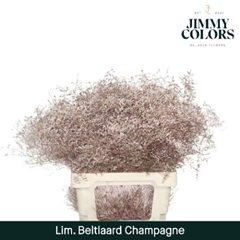 Limonium Painted Beltaard Champagne 70cm 30gr.