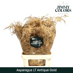 Asparagus Setaceus Painted Antique Gold 80cm