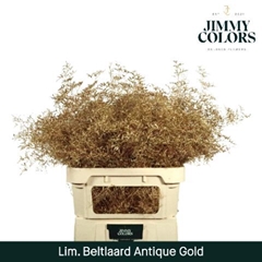 Limonium Painted Beltaard Antique Metallic Gold 90cm 50gr.