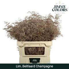 Limonium Painted Beltaard Metallic Champagne 90cm 50gr.