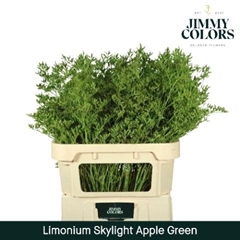 Limonium Painted Skylight Apple Green 80cm 30gr.