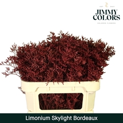 Limonium Painted Skylight Bordeaux 70cm 25gr.