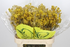 Anigozanthos Yellow Gem 80cm