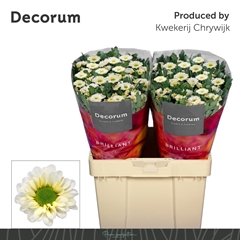 Chrysanth Santini Fabiani White 55cm 54gr.