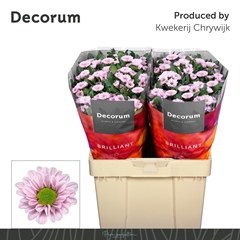 Chrysanth Santini Fabiani Pearl 55cm 54gr.