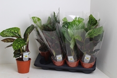 Calathea Mixed 3 Varietys 14Ø 45cm
