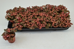 Fittonia Mosaic Tiger 8Ø 12cm