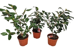 Camellia Japonica 19Ø 70cm
