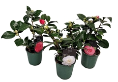 Camellia Japonica 12Ø 35cm