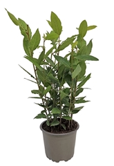 Laurus 11Ø 35cm