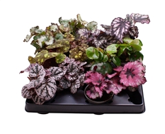 Begonia Leaf Rex Mix 6Ø 12cm