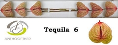 Anthurium Tequila 13cm Hd